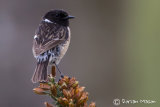 Stonechat