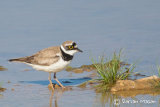 Little ringed Plover