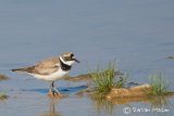 Little ringed Plover