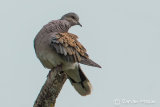 Turtle Dove