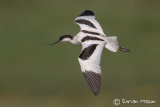 Avocet