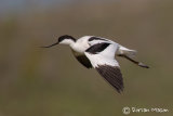 Avocet