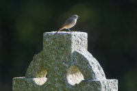 Common Redstart