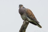 Turtle Dove