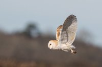 Barn Owl