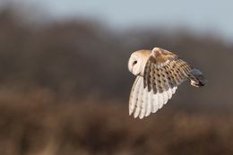 Barn Owl