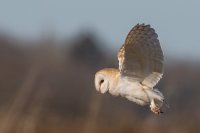 Barn Owl