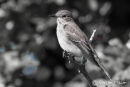 Spotted flycatcher