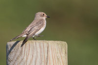 Spotted Flycatcher