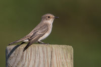 Spotted Flycatcher
