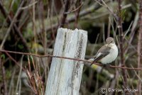 Pied Flycatcher