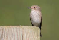 Spotted Flycatcher
