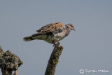 Turtle Dove