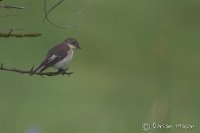 Pied Flycatcher