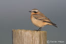 Wheatear