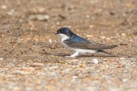 House Martin
