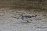 Greater Yellowleg