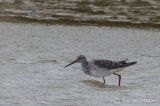 Greater Yellowleg