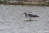 Greater Yellowleg
