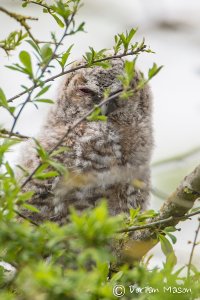 Tawny Owl Chick