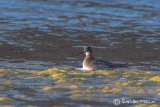Record shot of the Red-necked Phalarope