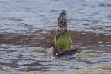 Record shot of the Red-necked Phalarope