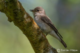 Spotted Flycatcher