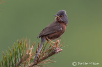 Dartford Warbler
