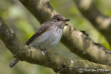 Spotted Flycatcher