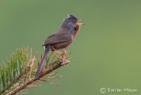 Dartford Warbler