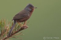 Dartford Warbler