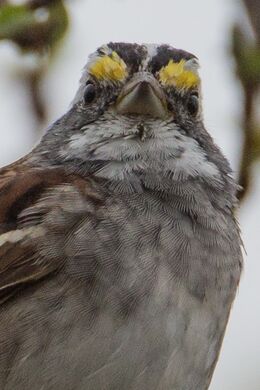 BIRDS 2021