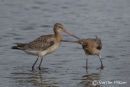 Black-tailed Godwit