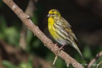 Serin