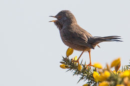 Dartford Warbler