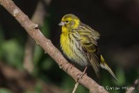 Serin