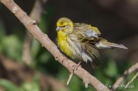 Serin