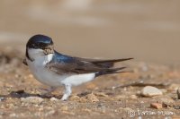 House Martin