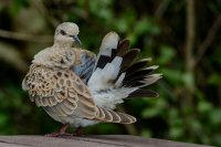 Turtle Dove