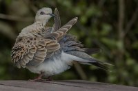 Turtle Dove