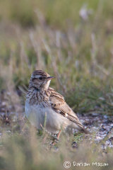 Woodlark