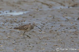 Hudsonian Whimbrel