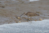Hudsonian Whimbrel