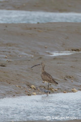 Hudsonian Whimbrel