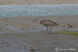 Hudsonian Whimbrel