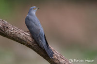 Cuckoo