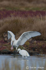 Spoonbill