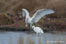 Spoonbill
