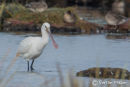 Spoonbill