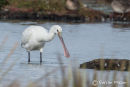 Spoonbill